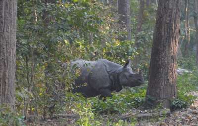 Rafting/Kayaking, Chitwan & Paragliding (tandem)