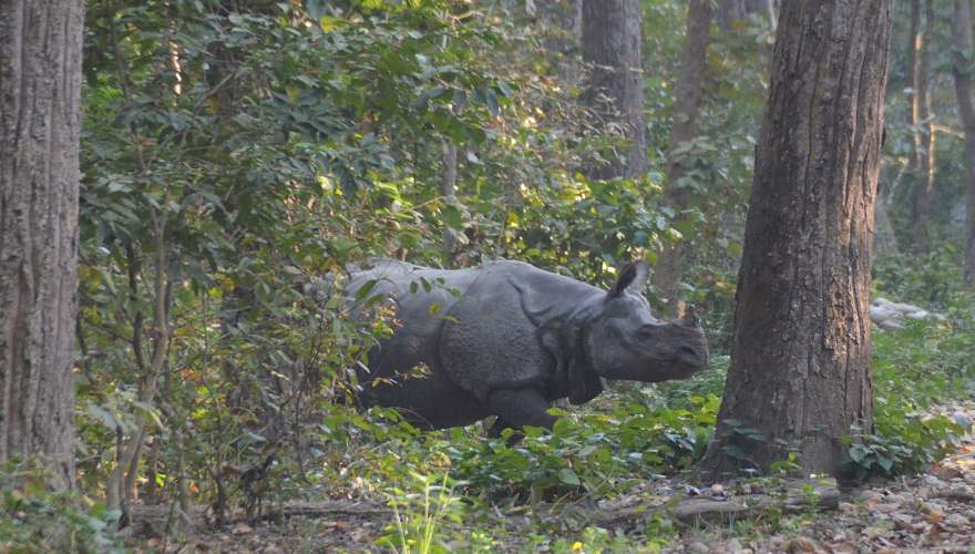 Chitwan, rhino, Népal , babu adventures